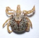 タカサゴキララマダニ（成虫）20250331